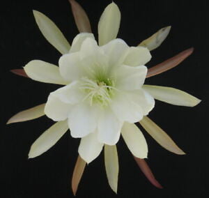 Epiphyllum  - cactos orquidea - flor de outubro